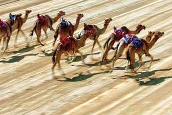 Camel Race Outdoor Facility — Dubai Media Incorporated
